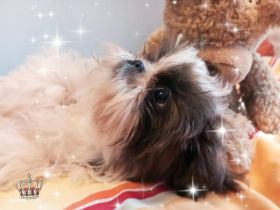 Kleine reinrassige Shih Tzu Welpen Rasselbande ❤️
