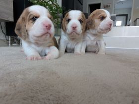 3 Beagle Welpen vom Rheinufer suchen ab November ein schönes Zuhause
