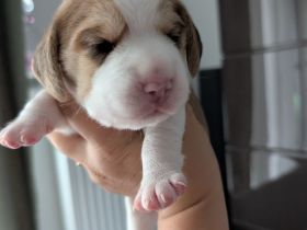 3 Beagle Welpen vom Rheinufer suchen ab November ein schönes Zuhause