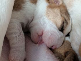 Beagle Welpen vom Rheinufer suchen ab November ein schönes Zuhause