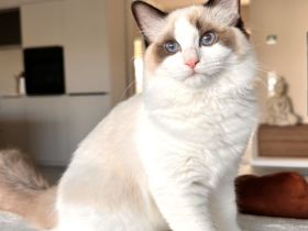Wunderschön Ragdoll Kitten mit Stammbaum