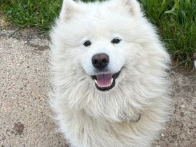 Samojedenrüde  Balu
