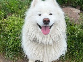Samojedenrüde Eliot