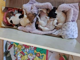 Jack Russel Welpen