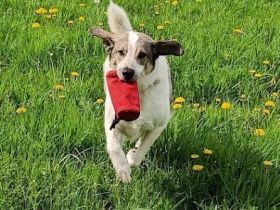 Herdenschutzhund-Mix Lotta (geb. 07/2018) - liebevolle, empfindsame Begleiterin sucht ruhiges Zuhaus