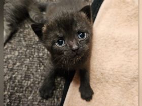 BKH Kitten black chocolate