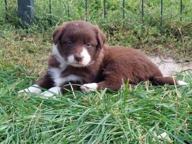 Nur noch Hündinnen in Schoko/red/lilac Border Collie/Australian Shepherd