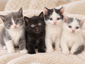 BKH Kitten
