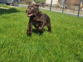 Schoko Labrador Welpen mit Ahnentafel Amerikanische Linie