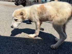 Cleo sucht ein ländliches Zuhause