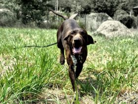 Lalula sucht Jagdhund-Fans