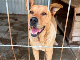 Baxter sucht seine Menschen