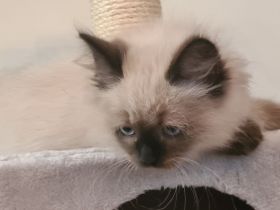 Neva Maquarade Kater reinrassig auszugsbereit Sibirische Katze Waldkatze