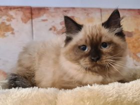 Süße Neva Maquarade Kater reinrassig auszugsbereit Sibirische Katze Waldkatze