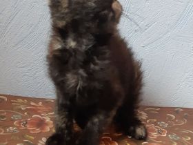 Pflegekitten suchen ein Zuhause