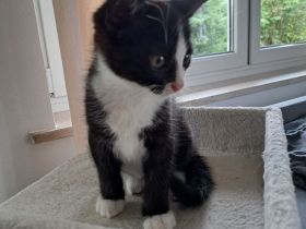Kitten Katze Babykatze Europäisch Kurzhaar Hauskatze Männlich
