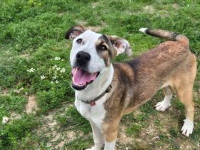 Liebenswerte und charmante Lilou sucht Zuhause