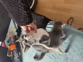Nala mit einer wunderschönen Farbe sucht dringend ein neues Zuhause
