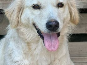 Marilyn, 8 Jahre, ein freundliches Mädel, möchte ein neues Zuhause finden