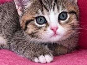 BKH Babykatzen zu verkaufen