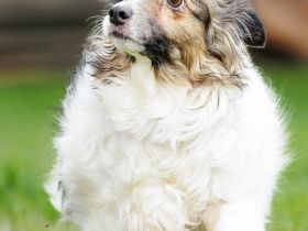 Lola - gerettet aus der Dunkelheit