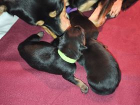 Australien Working Kelpie Welpen