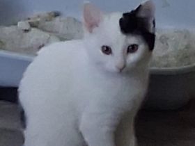 Katzen in liebevolle Hände abzugeben