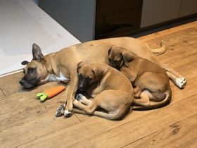 🐾 Boxer-Mix Welpen suchen ihr Zuhause 🐾