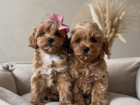 Maltipoo-Welpen