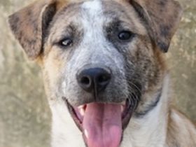 Kiara, geb. ca. 09/2025, lebt in GRIECHENLAND, auf einem Gelände, auf dem die Hunde notdürftig verso