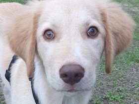 Fluffy-Boo, geb. ca. 04/2026, lebt auf einer Pflegstelle in 44651 Herne
