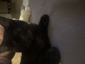 Kitten zu Verkaufen