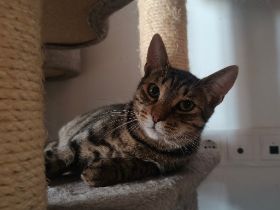 Katerlie sucht ein ruhiges Zuhause