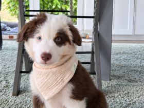 Australian-Shepherd-Welpe