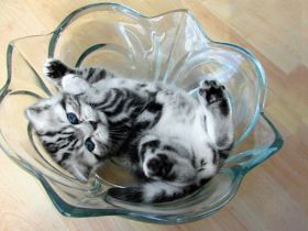 BKH-Schmusekaterchen Amor u. Amely, silbertabby classic (Whiskas) , Berlin-Nordost.