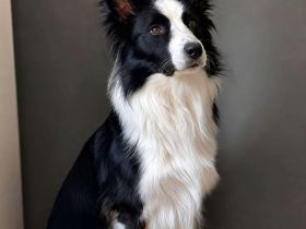 Lucky in 73525 Schwäbisch Gmünd sucht sein Für-imemer-Zuhause