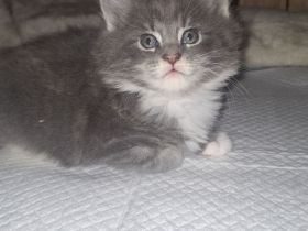 Main coon kitten