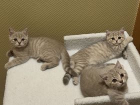 BKH-Kitten
