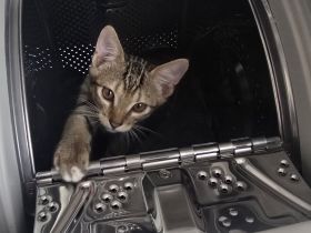 Kitten:Traumhafter Hübscher Prinz sucht sein Zuhause!