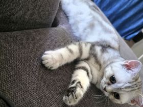 BKH Kitten Silver Black Tabby