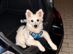 Liebevolles neues Zuhause für Mittelspitz gesucht ❤️