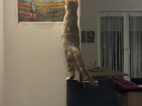 🐾 Liebevolles Zuhause für unsere hübsche Nala gesucht 🐾