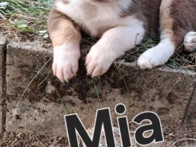 Australian Shepherd Welpen
