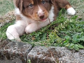 Australian Shepherd Welpen