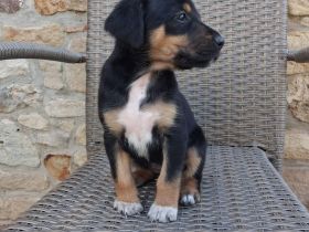 Jack Russell Foxterrier Mix Welpen