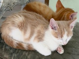 Kitten Britisch-Langhaar Mix 2 Kater (meine Kinder haben Allergie)