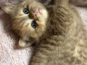 Fifi Belle of Zucci Rucci (cinnamon tortie girl)