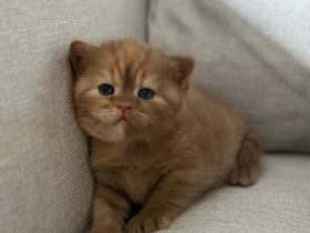 Fifi Belle of Zucci Rucci (cinnamon tortie girl)