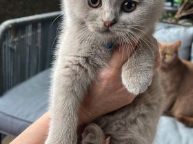 Liebevolle BKH-Kitten mit Stammbaum suchen ihr Für-immer-Zuhause