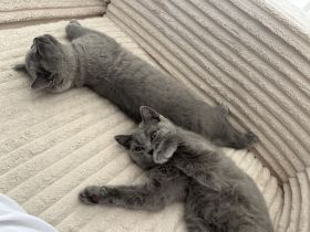 2 BKH Katzen 🐈